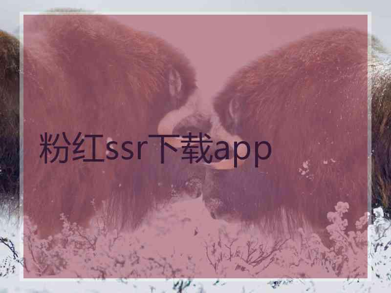 粉红ssr下载app