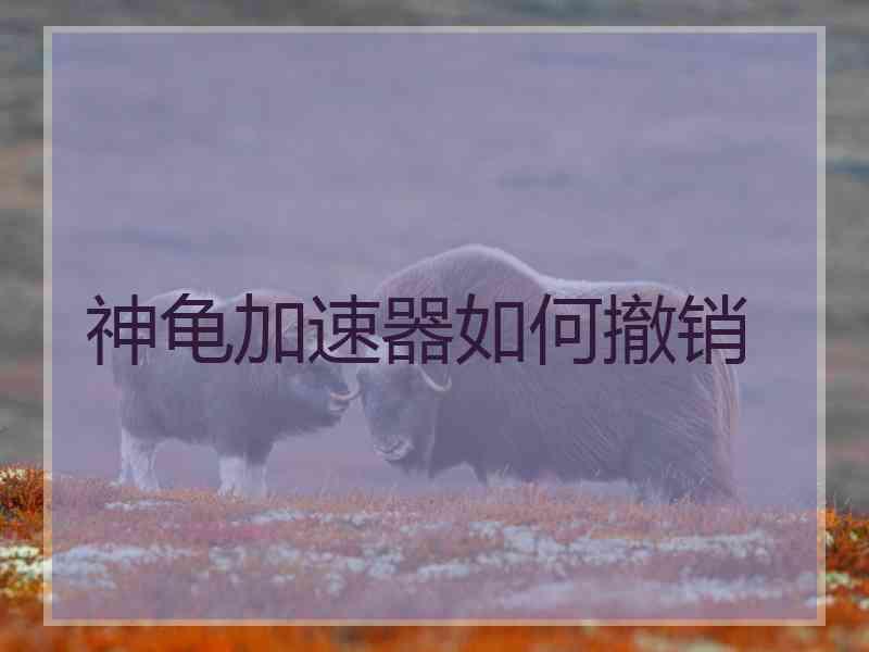 神龟加速器如何撤销
